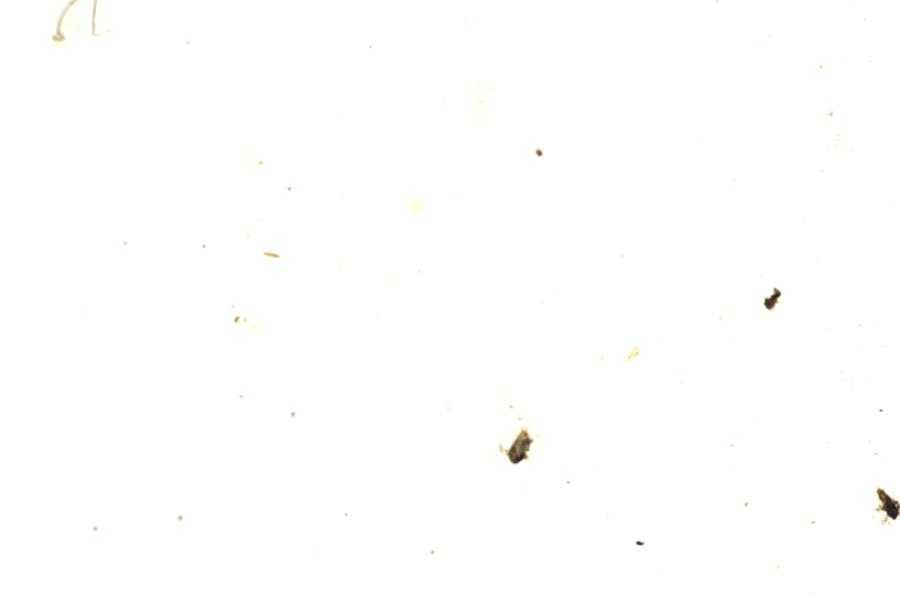 Image 204